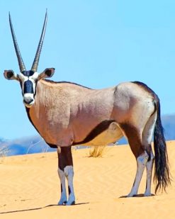Arabian Oryx Animal paint by numbers