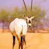 Arabian Oryx paint by numbers
