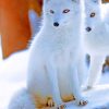 Arctic Fox Animals paint by numbers