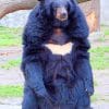 Asian Black Bear paint by numbers