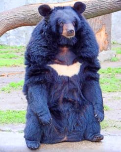 Asian Black Bear paint by numbers