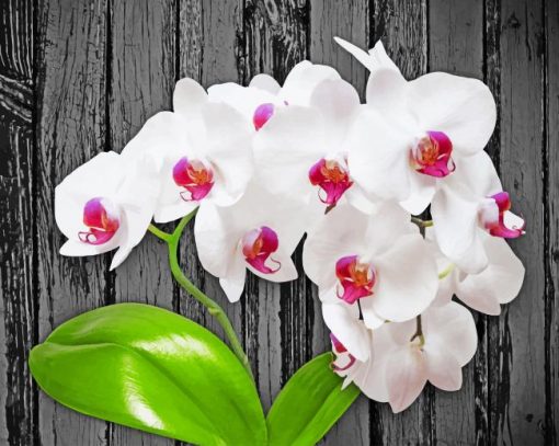 Beautiful White Orchids paint by number