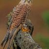 Sharp Shinned Hawk Bird paint by numbers