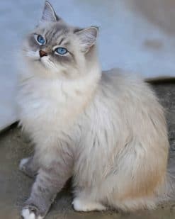 Birman Cat paint by numbers