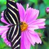Black And White Butterfly On Flower paint by numbers