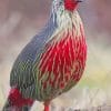 Blood Pheasant paint by numbers