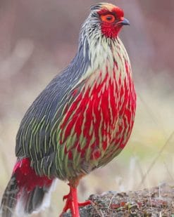 Blood Pheasant paint by numbers