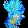 Blue Betta Fish paint by numbers