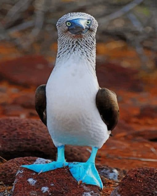 Blue Footed Booby paint by numbers