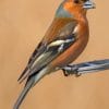 Brambling Bird paint by numbers
