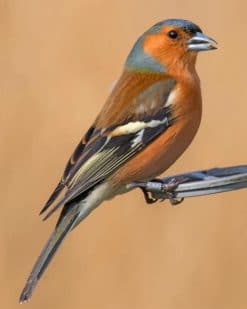 Brambling Bird paint by numbers