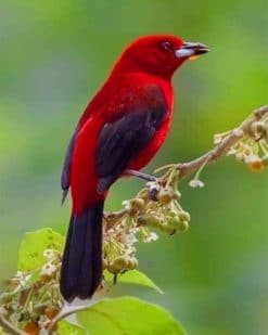 Brazilian Tanager paint by numbers
