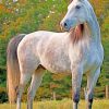 Caspian Horse paint by numbers