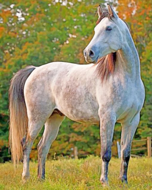 Caspian Horse paint by numbers