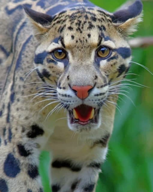 Clouded Leopard Animal paint by numbers