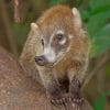 Coati Animal paint by numbers