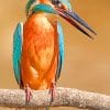 Common kingfisher paint by numbers