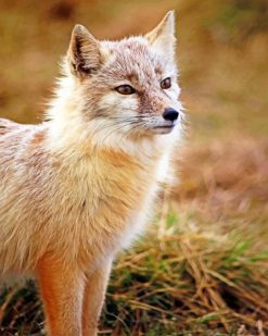Corsac Fox paint by numbers