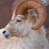 Dall Sheep paint by numbers