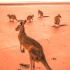 Eastern Grey Kangaroo paint by numbers