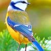 Eurasian Blue Tit Paint By numbers