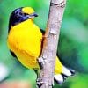 Eurasian Golden Oriole paint by numbers