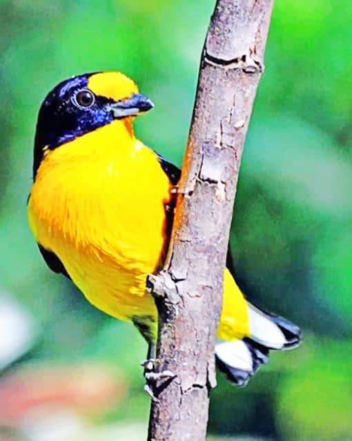 Eurasian Golden Oriole paint by numbers