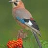 Eurasian Jay paint by numbers