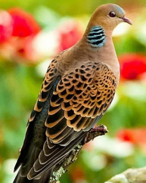 European Turtle Dove paint by numbers