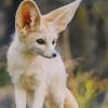 Fennec Fox paint by numbers
