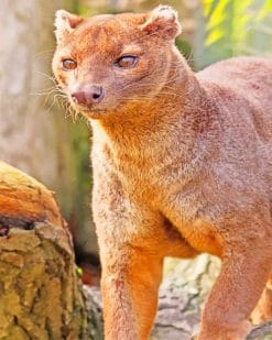 Fossa Animal paint by numbers