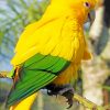 Golden Parakeet paint by numbers