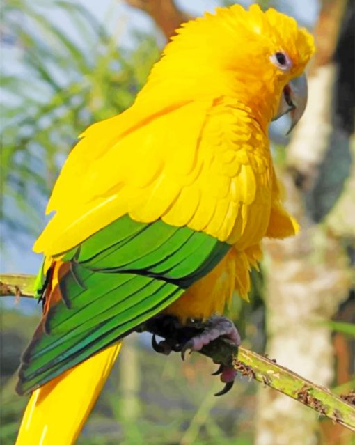 Golden Parakeet paint by numbers