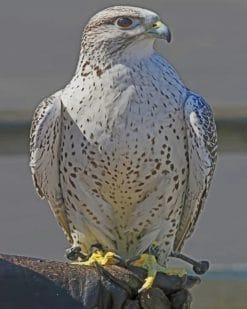 Gyrfalcon Bird paint by numbers