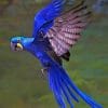 Hyacinth Macaw Flaying paint by numbers