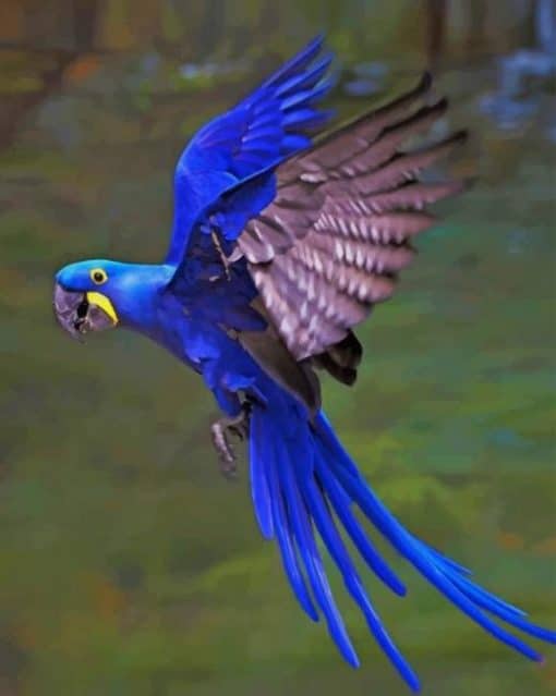 Hyacinth Macaw Flaying paint by numbers