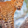 Indian Leopard paint by numbers