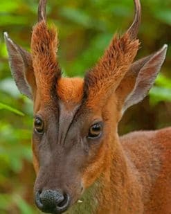 Indian Muntjac paint by numbers