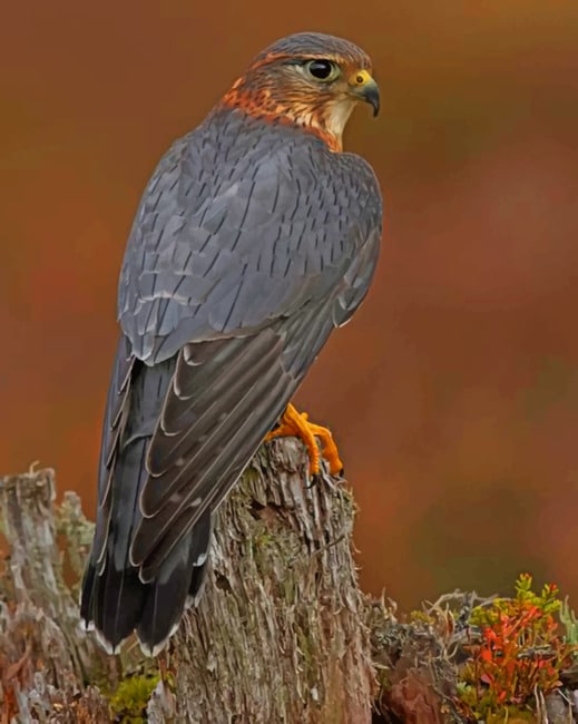 Lanner Falcon paint by numbers