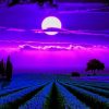 Lavender Fields Moonlight paint by number