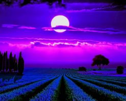 Lavender Fields Moonlight paint by number