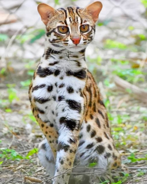 Leopard Cat paint by numbers