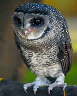 Lesser Sooty Owl paint by numbers
