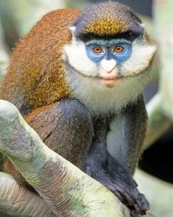 Lesser Spot Nosed Monkey paint by numbers