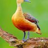 Lesser Whistling Duck paint by numbers