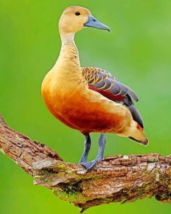 Lesser Whistling Duck paint by numbers