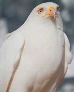 leucistic red tailed hawk paint by numbers