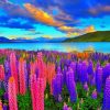 Lupines Fields Near Lake paint by number