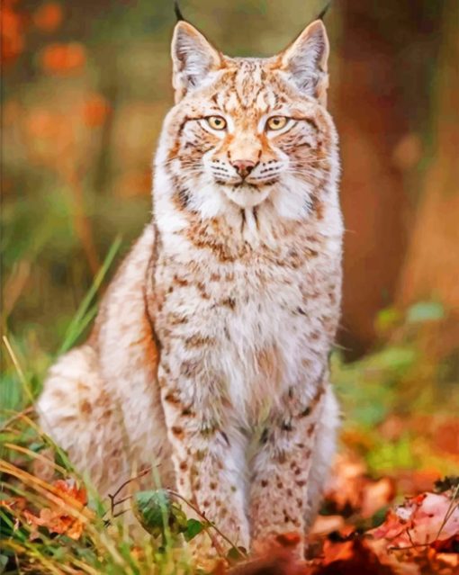Lynx Animal paint by numbers