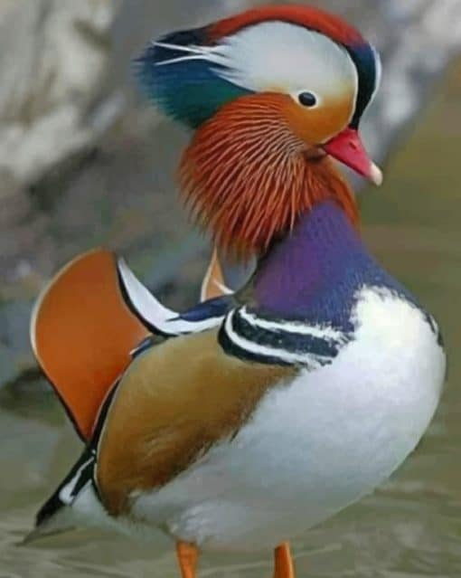 Mandarin Duck paint by numbers